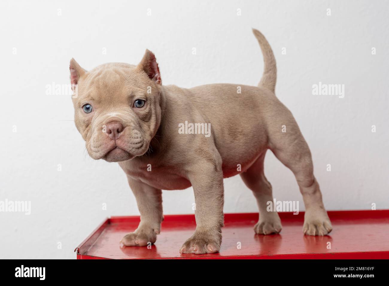 un chiot américain, en regardant l'appareil photo avec un fond blanc. Banque D'Images