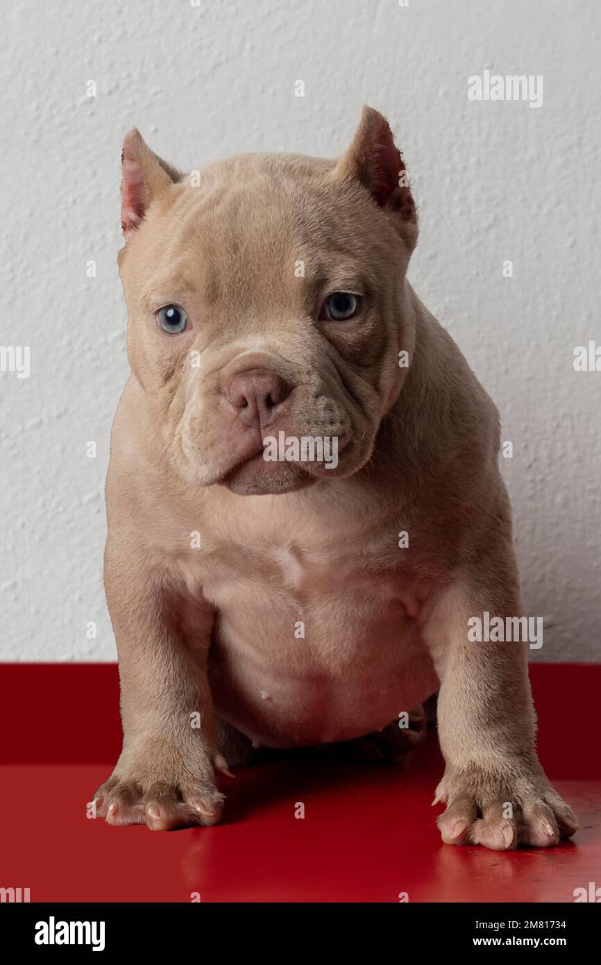 Image verticale d'un chiot de race américaine, assis en regardant la caméra Banque D'Images