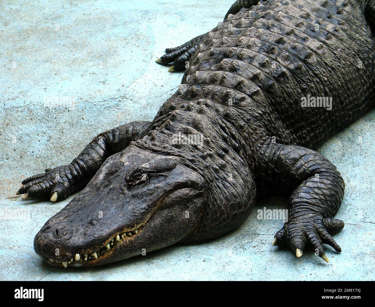 Alligator américain (Alligator mississippiensis) Muja, le plus ancien alligator du monde Banque D'Images
