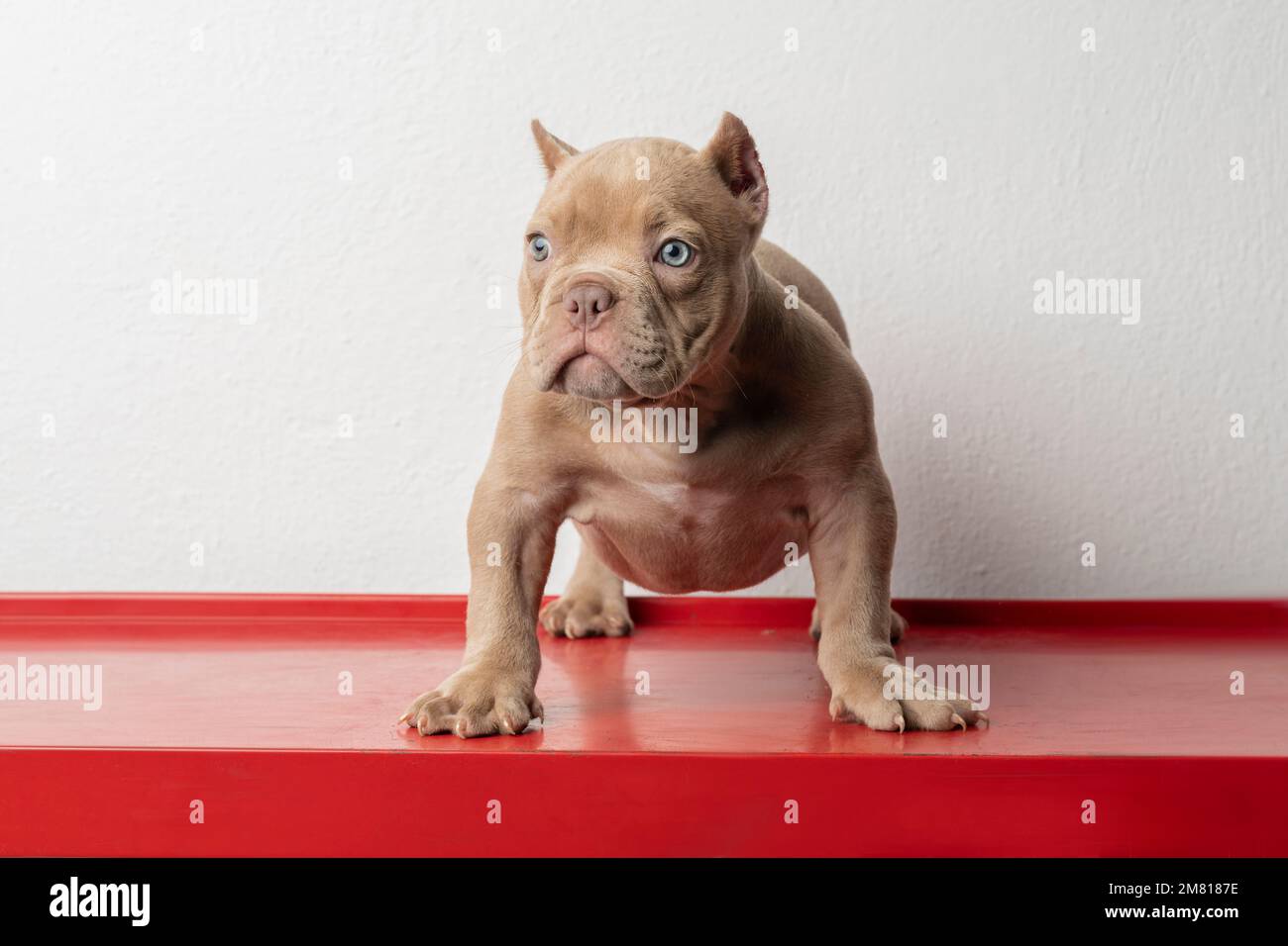 Un chiot américain, debout sur une base rouge et un fond blanc avec un espace de copie. Banque D'Images