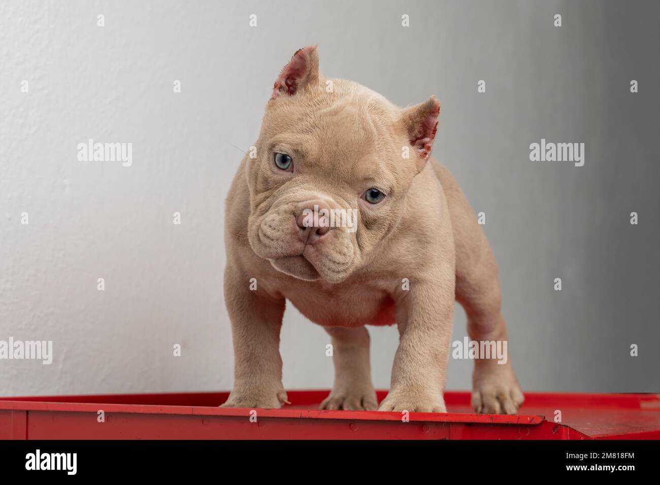 un chiot américain, en regardant l'appareil photo avec un fond blanc. Banque D'Images