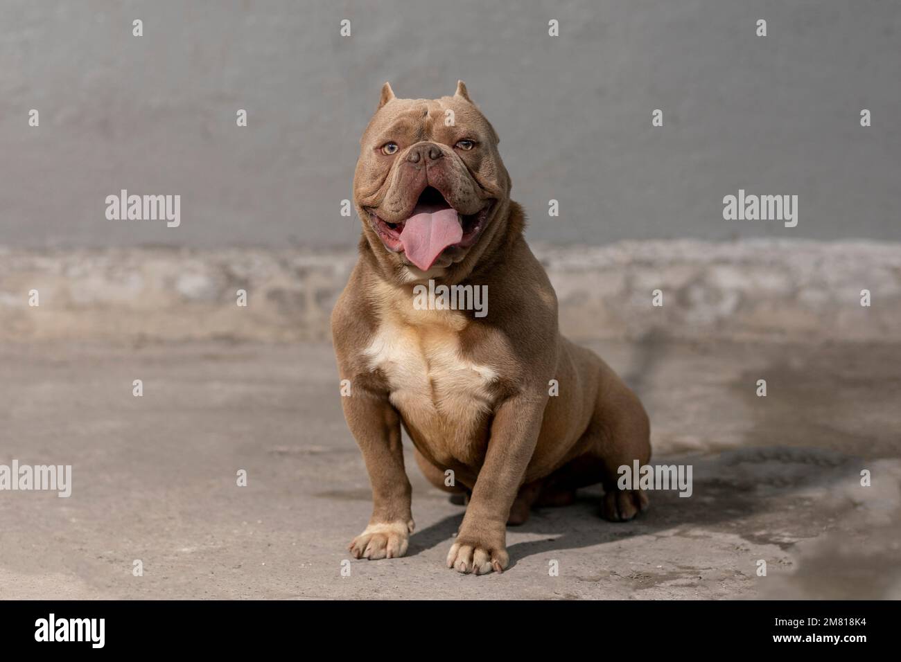 Chien de race américaine, assis sur le sol, qui se panse Banque D'Images
