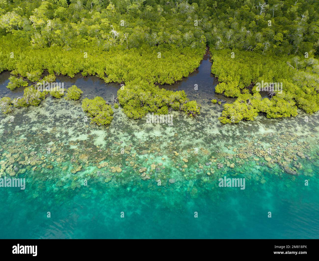 Une forêt de mangroves pittoresque est bordée d'un récif de corail sain dans les îles Salomon. Ce beau pays abrite une biodiversité marine spectaculaire. Banque D'Images