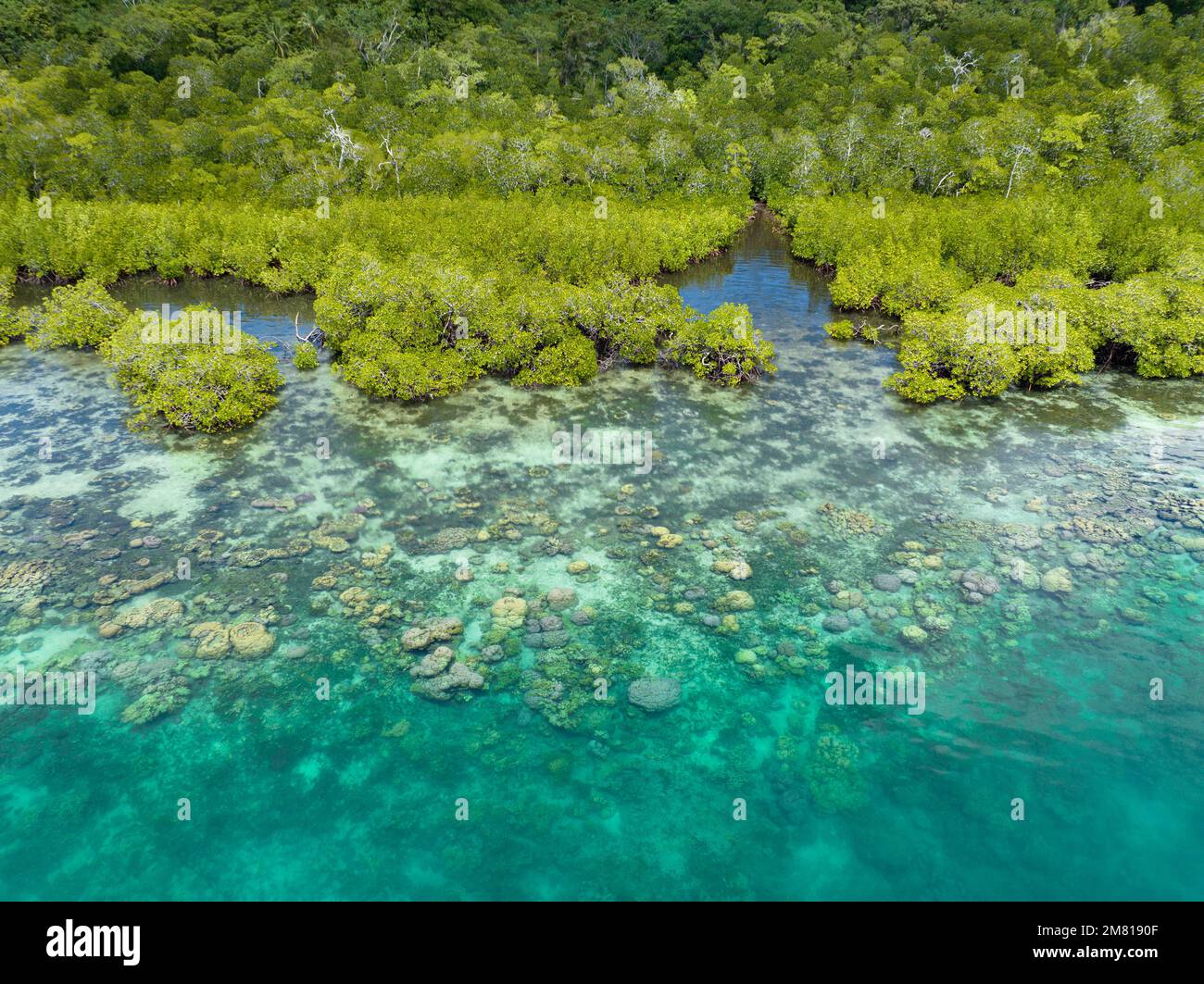 Une forêt de mangroves pittoresque est bordée d'un récif de corail sain dans les îles Salomon. Ce beau pays abrite une biodiversité marine spectaculaire. Banque D'Images
