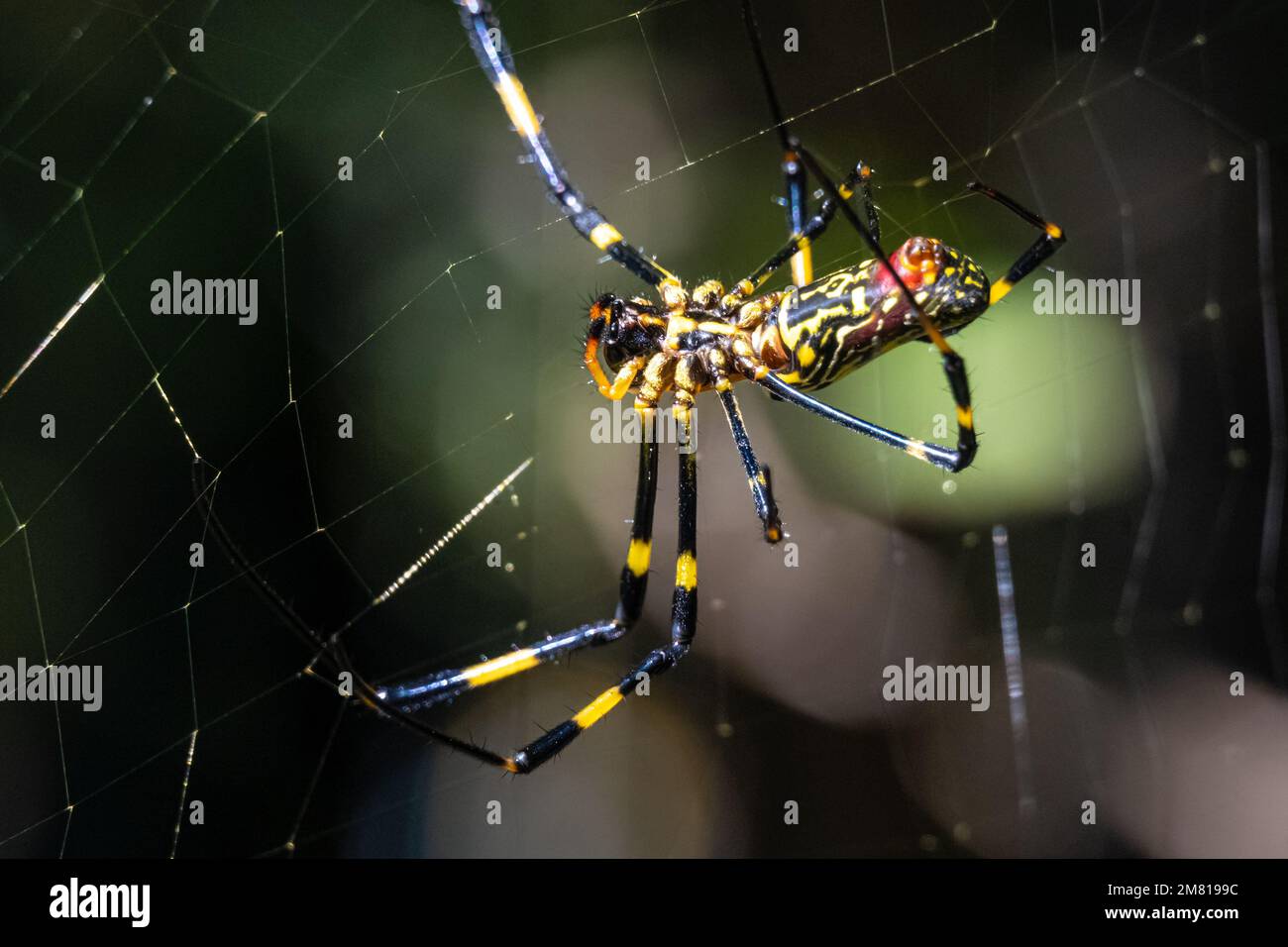 Araignée Joro femelle (Trichonila clavata) construisant sa toile à Lilburn, en Géorgie, juste au nord-est d'Atlanta. (ÉTATS-UNIS) Banque D'Images