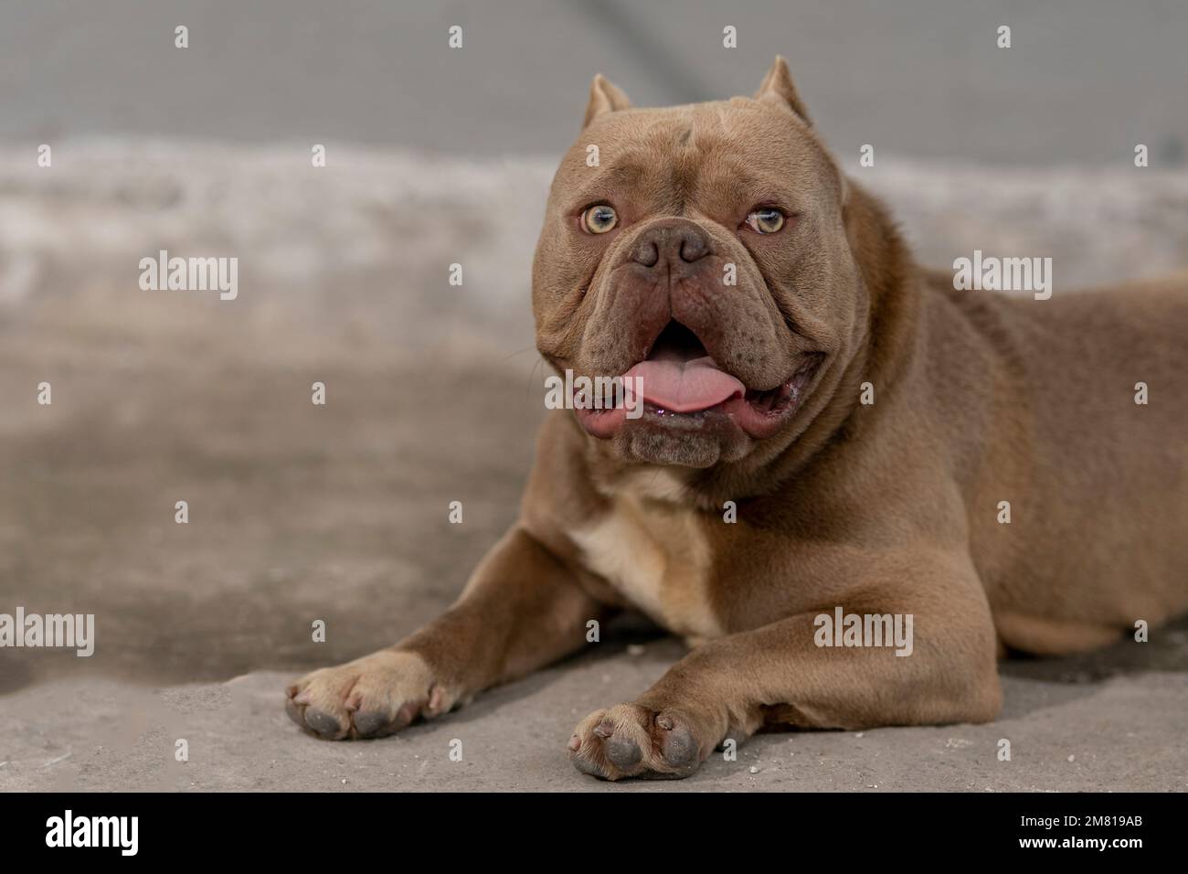 Le chien brun taureau américain est couché sur le sol Banque D'Images