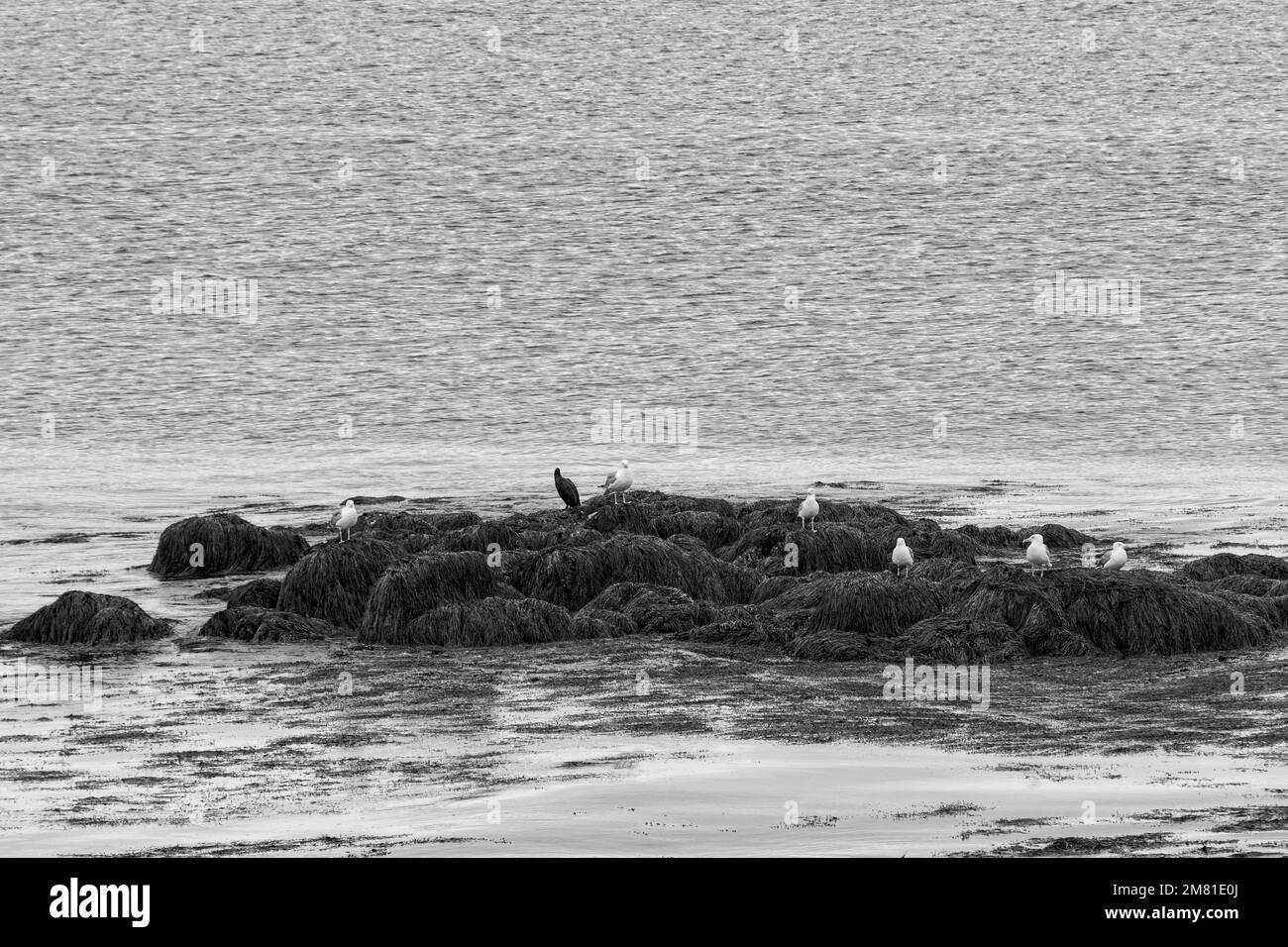 Goélands et un cormoran le long de la côte des terres de conservation de long Island, Nouvelle-Écosse. Banque D'Images