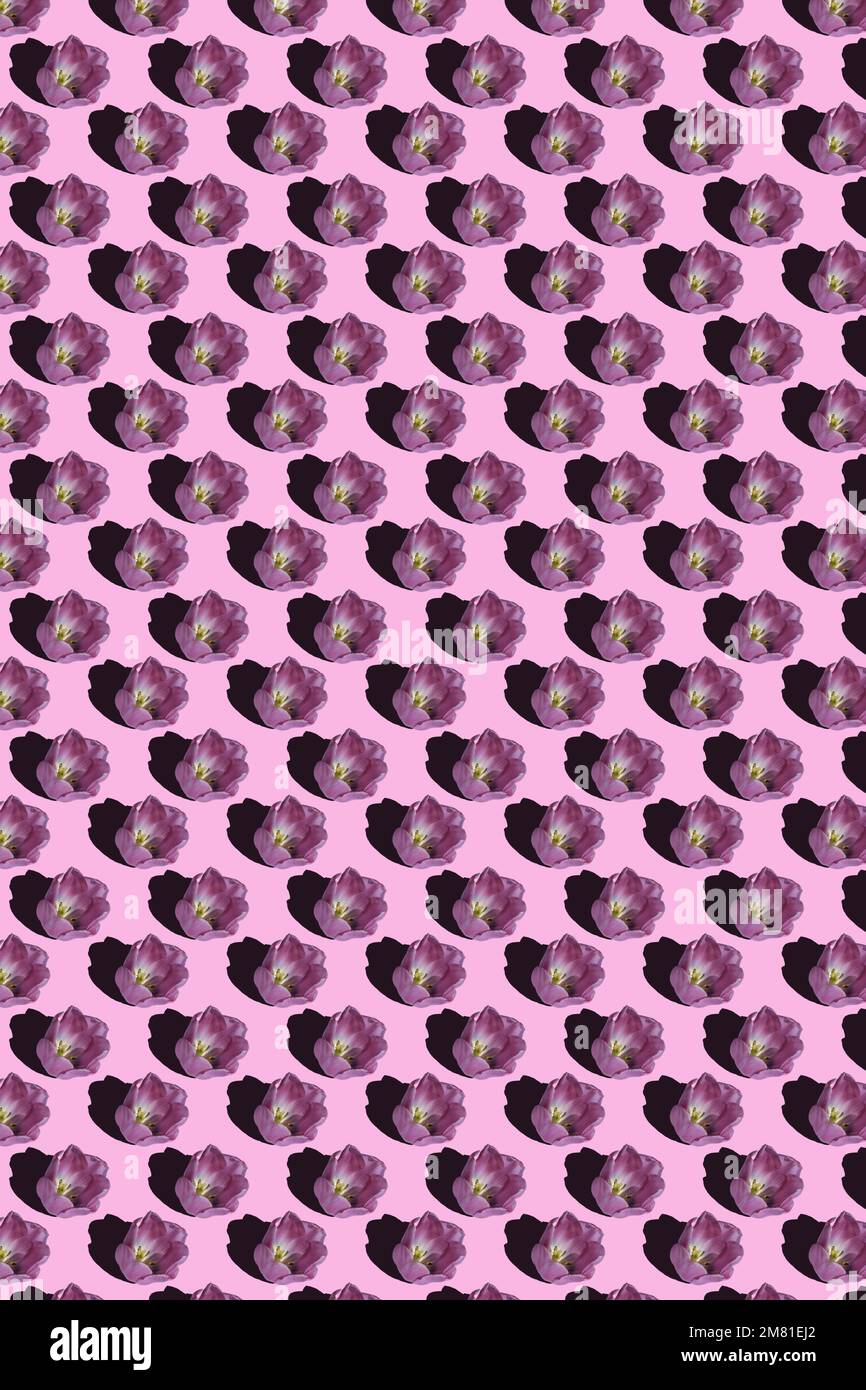 motif sans couture de tulipes violettes sur fond violet Banque D'Images