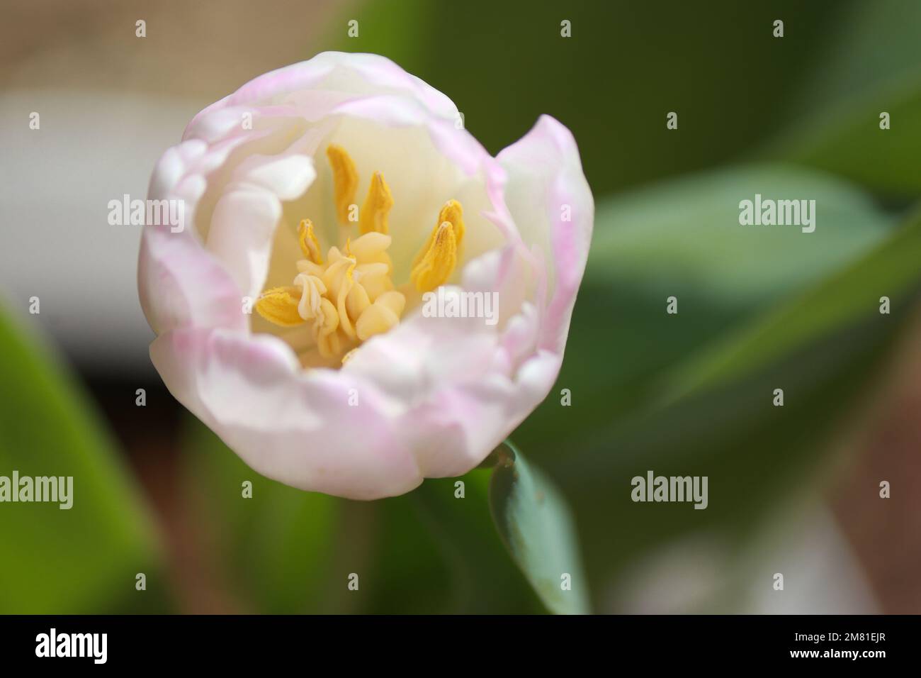 gros plan de tulipe blanche rose, arrière-plan flou Banque D'Images