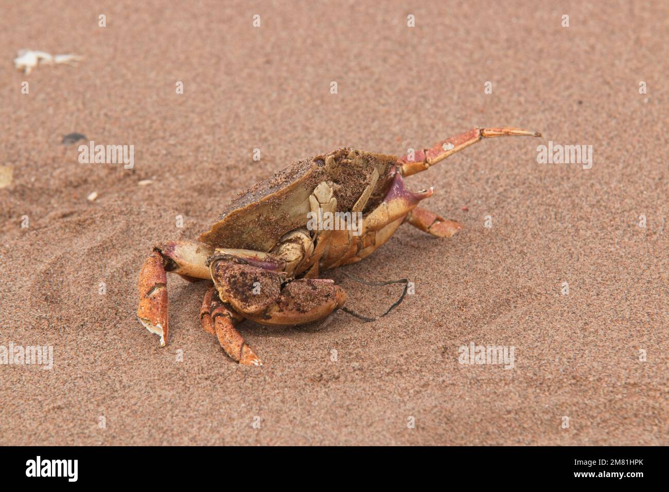 La journée sur une plage s'est terminée sur une note assez crabby. Digby, Nouvelle-Écosse. Banque D'Images