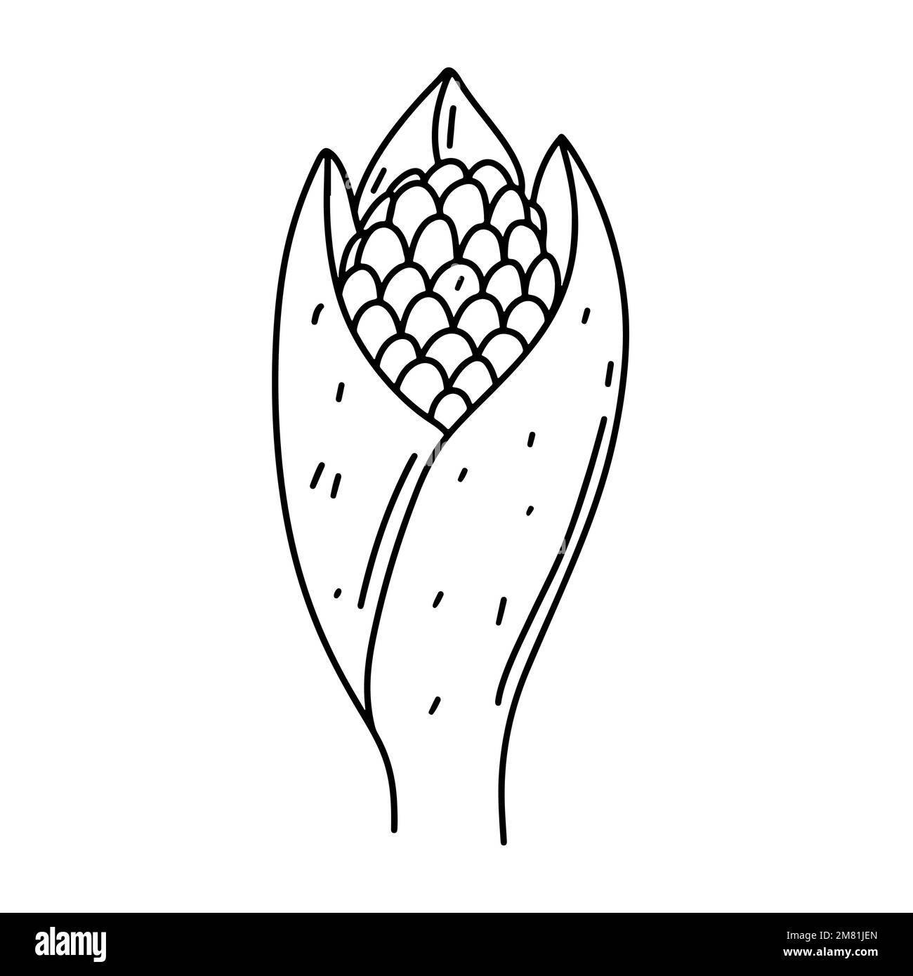 Maïs mûr en forme de doodle dessiné à la main. Illustration vectorielle isolée sur fond blanc Illustration de Vecteur