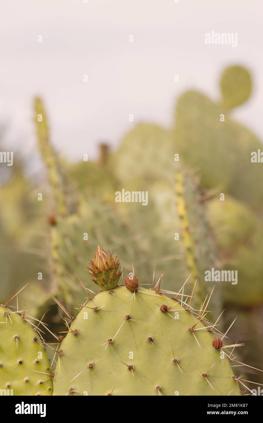 cactus épineux dans le désert Banque D'Images