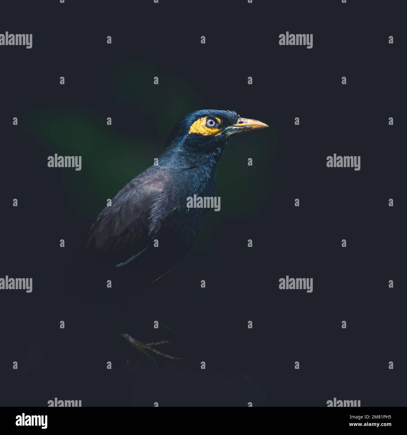 Commune Myna - Acridotheres tristis, oiseau perching commun des jardins et des bois asiatiques Banque D'Images