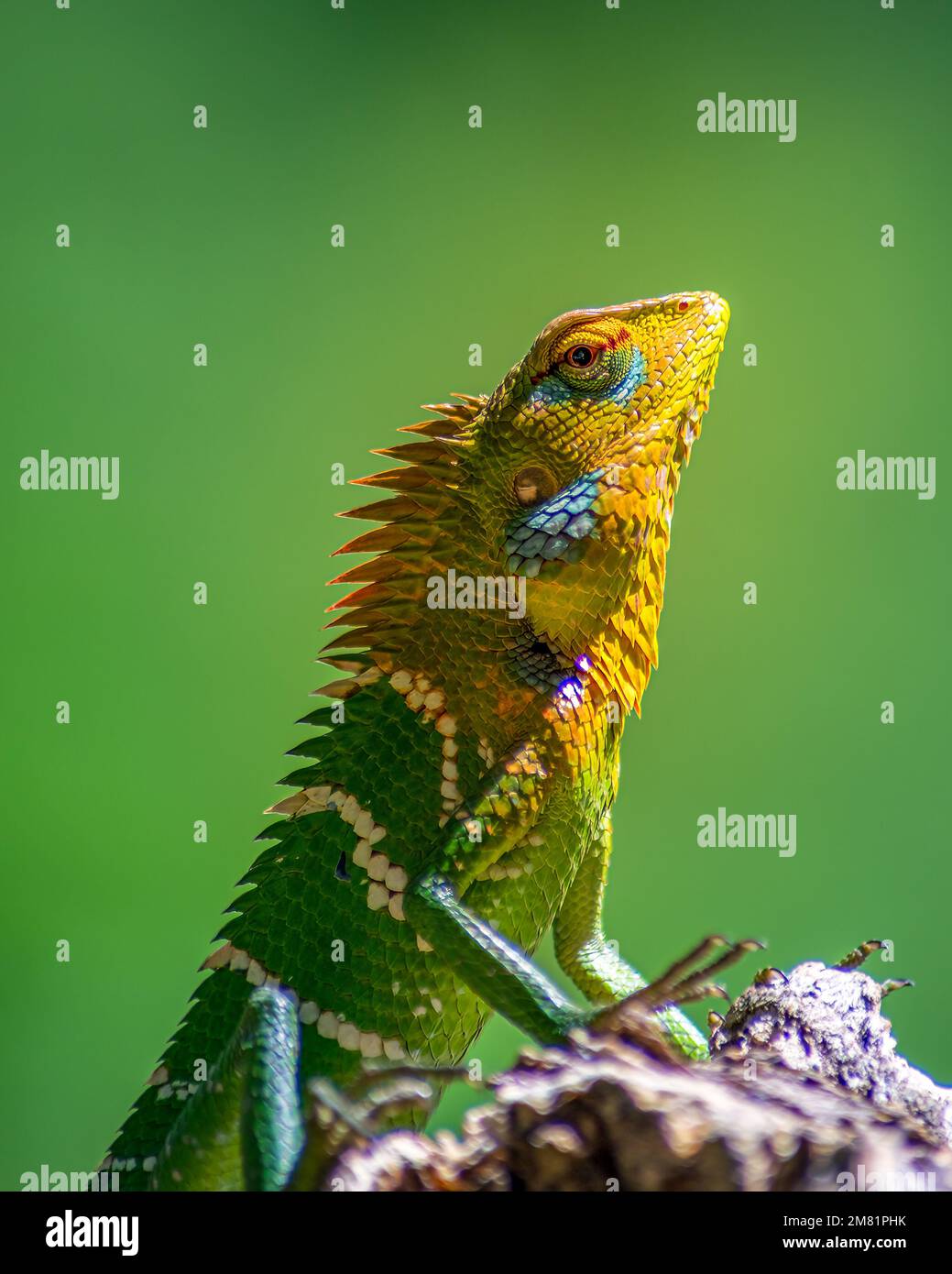 Commune de la forêt verte lézard refroidissement dans le poteau en bois, il a un gradient de saturation de la peau vive colorée et de la tête orange sur un fond vert Banque D'Images