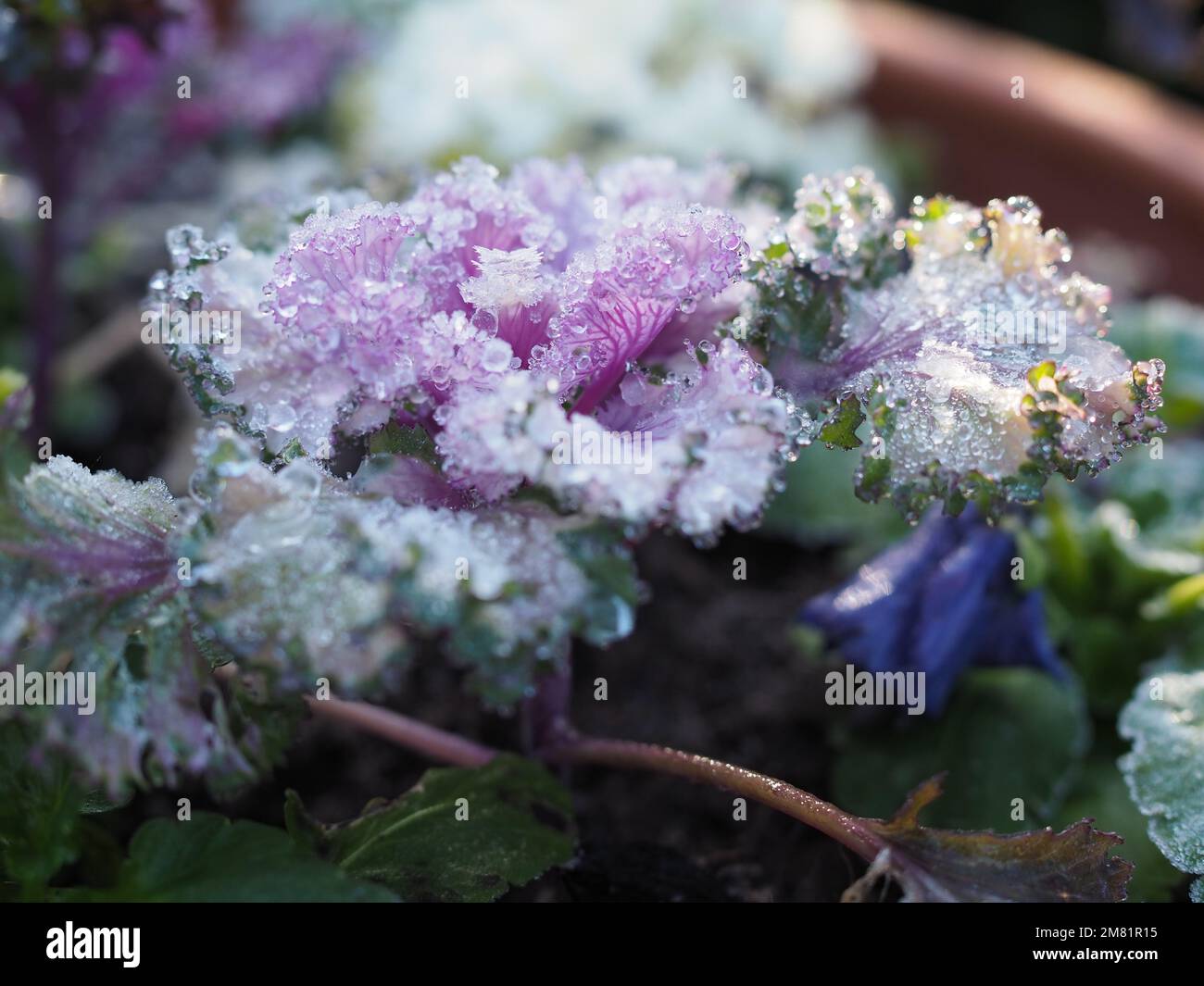 Chou ornemental recouvert de gel / feuilles de chou frisé à fleurs gros plan montrant des cristaux de glace Banque D'Images
