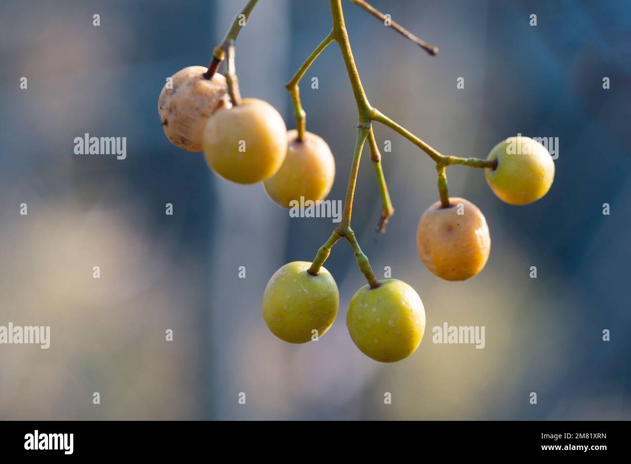 Italie, Lombardie, Lilas persan, Chinaberry Tree, Melia Azedarach, Fruits en hiver Banque D'Images