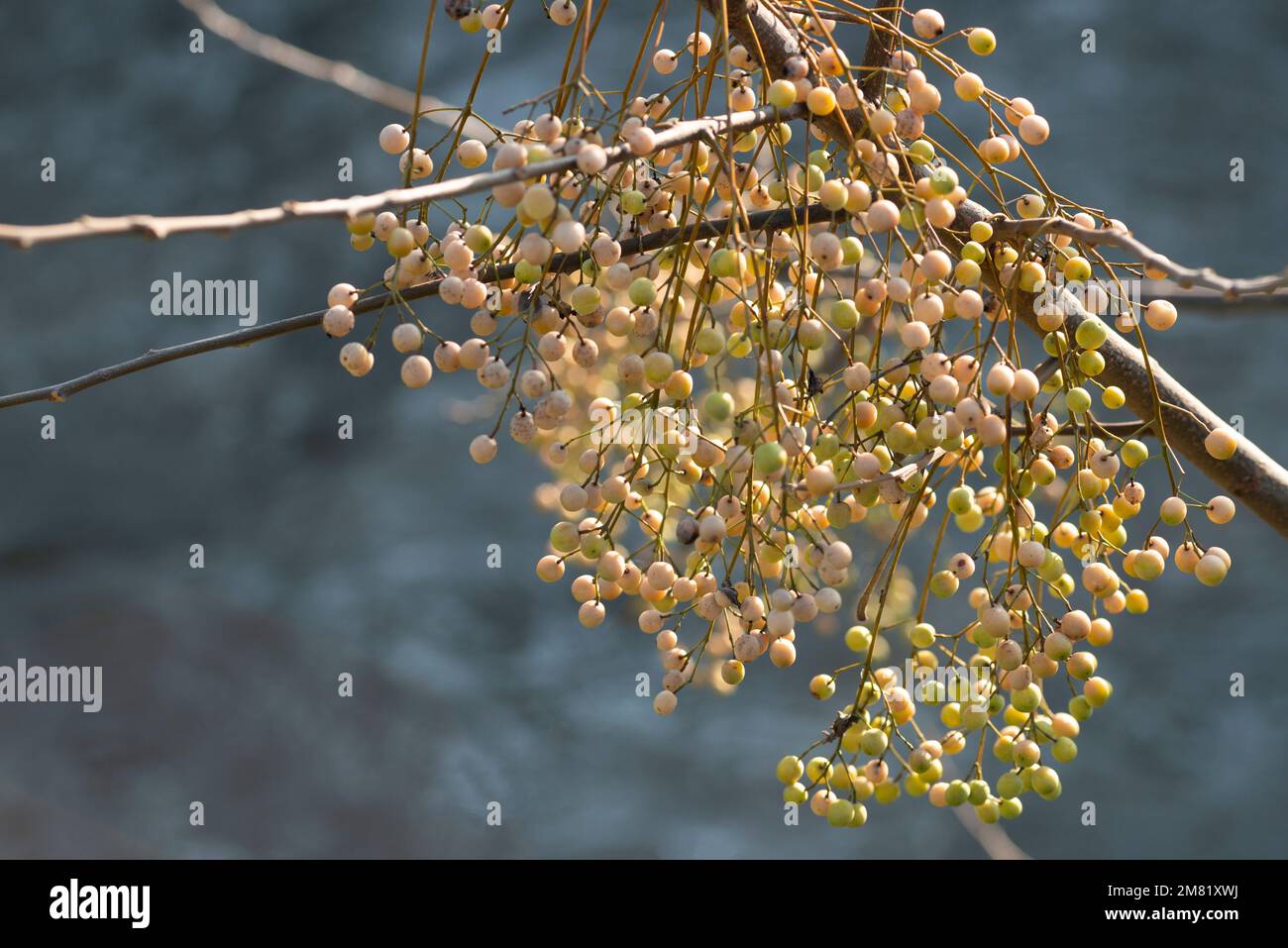 Italie, Lombardie, Lilas persan, Chinaberry Tree, Melia Azedarach, Fruits en hiver Banque D'Images