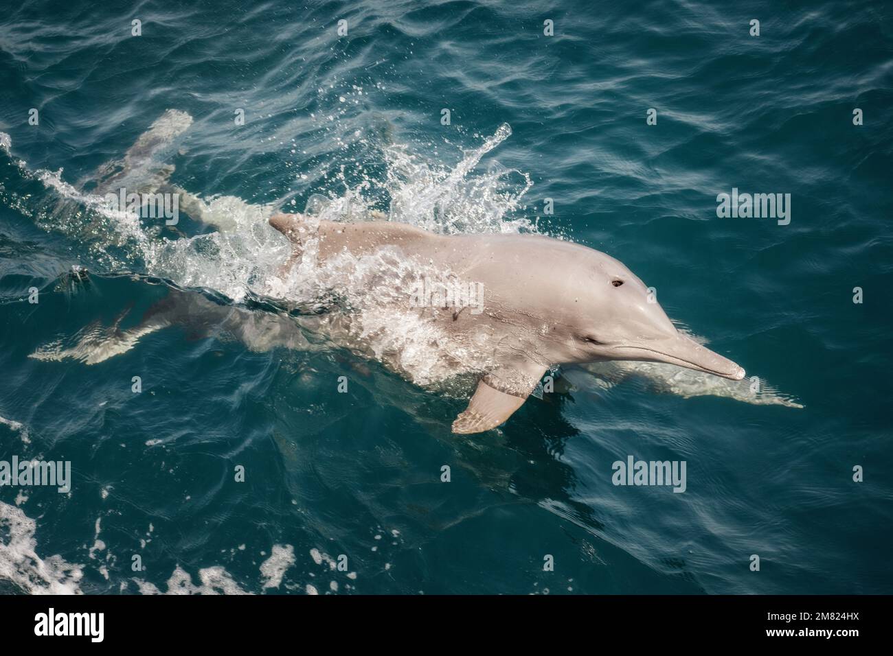 Dauphin à Musandam Oman pris en mai 2022 Banque D'Images