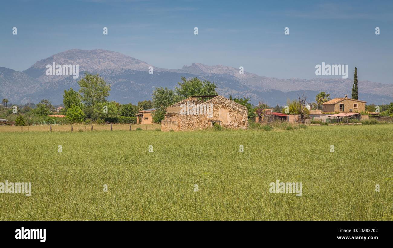 Vue sur la plaine dans le centre de Majorque, les montagnes Tramuntana à l'arrière, Costitx, Majorque, Espagne Banque D'Images