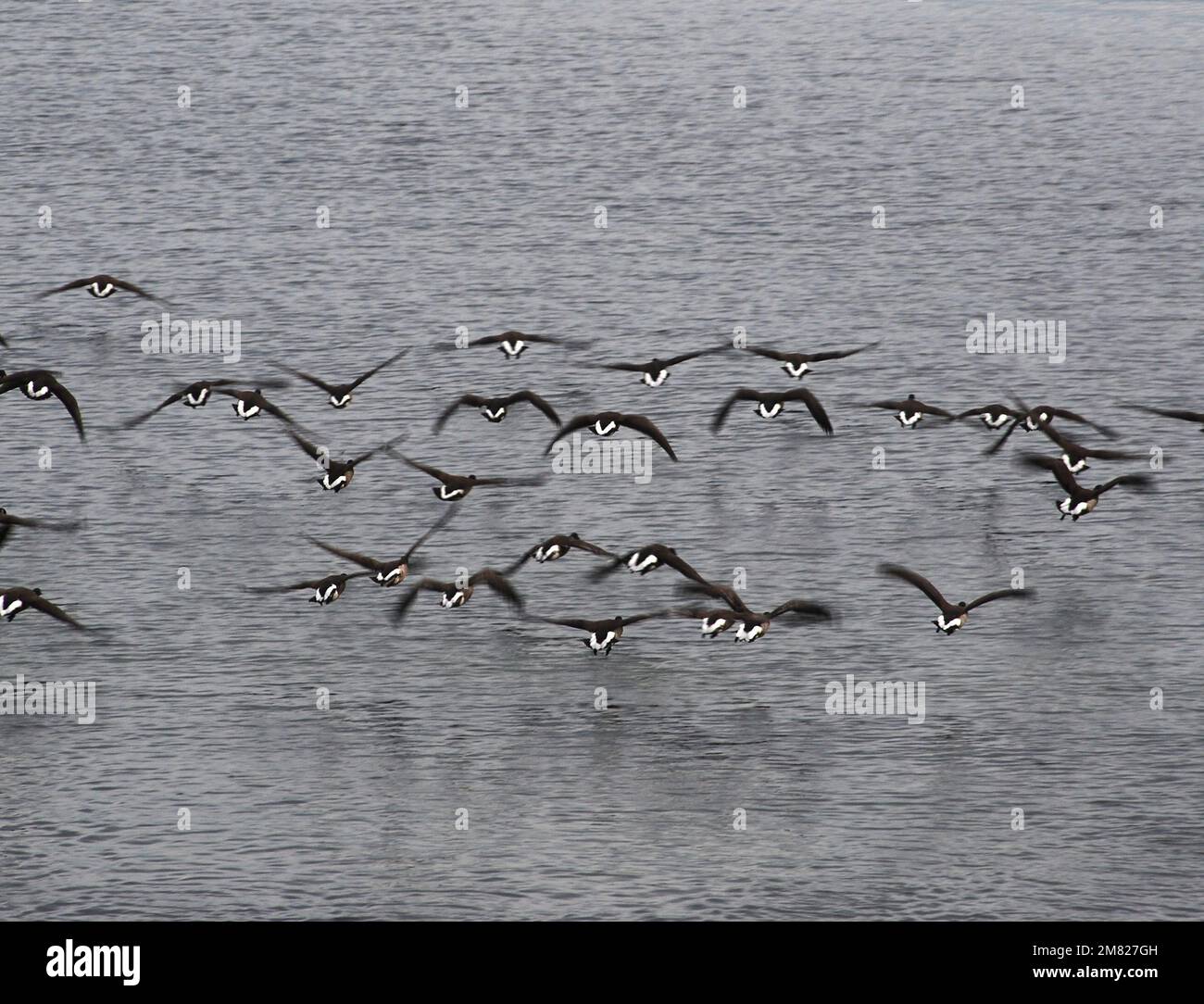 Un troupeau de brandt prend son envol Banque D'Images