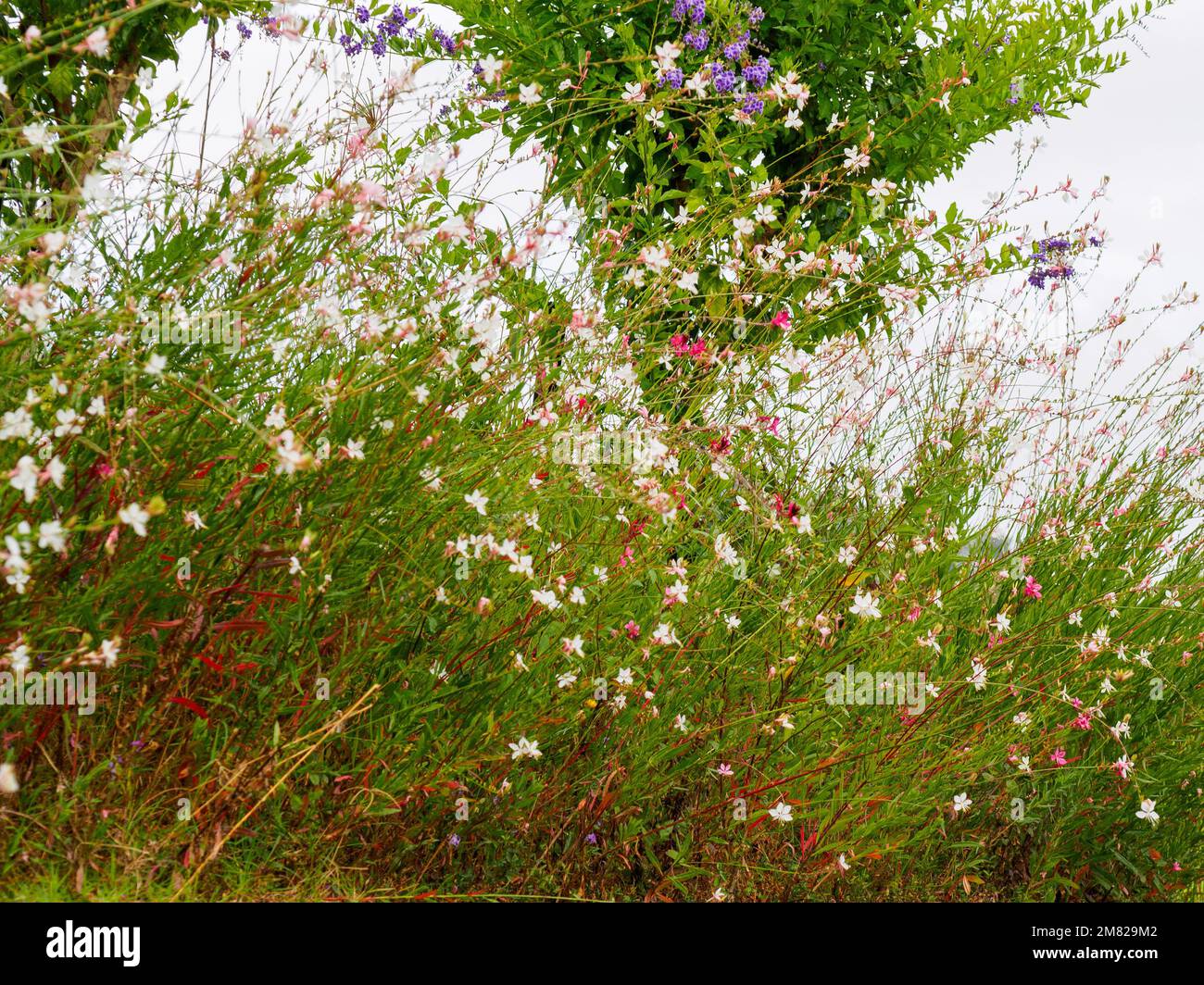 Fleurs de papillon tourbillonnant, Gauras, en abondance fleurissant dans un jardin côtier australien de style cottage en été, rose et blanc Banque D'Images