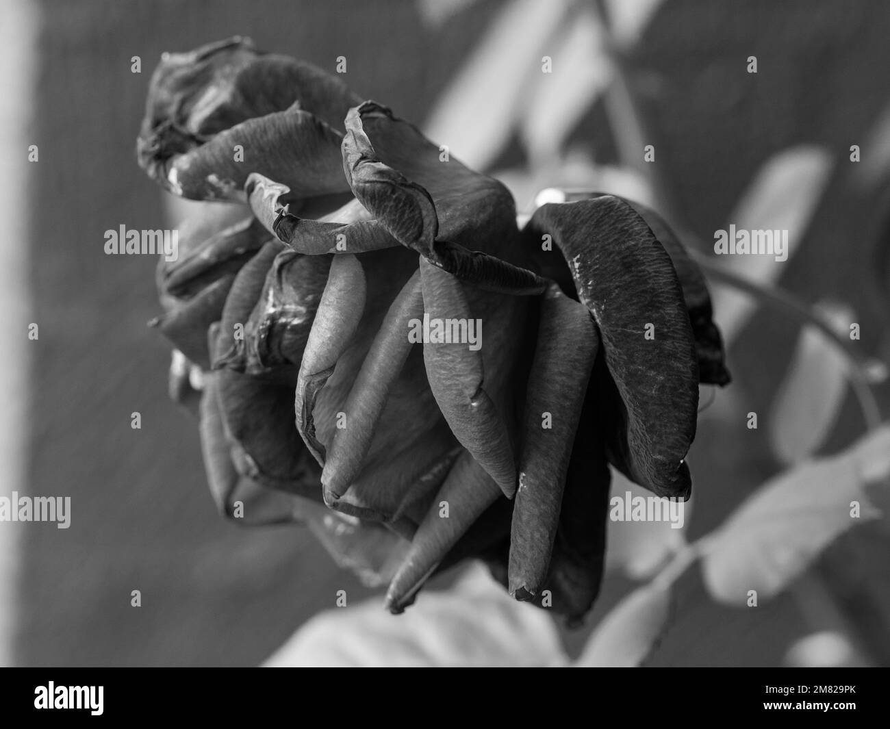 Rose en noir et blanc, fleur macro, monochrome Banque D'Images