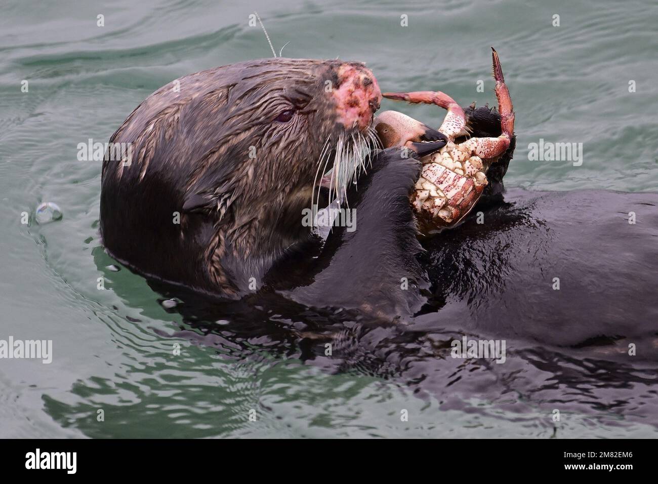 Monterey, Californie, États-Unis. 11th janvier 2023. Une loutre de mer se féra sur le crabe fraîchement pêché dans l'océan Pacifique à la baie de Monterey. Dans la baie de Monterey, la loutre de mer vit dans les habitats des forêts de varech et des estuaires. La loutre de mer est une partie importante de ces deux habitats. Il s'agit d'une espèce clé en voûte, ce qui signifie que la santé des loutres de mer est une bonne indication de la santé des autres espèces et des écosystèmes à proximité. (Credit image: © Rory Merry/ZUMA Press Wire) USAGE ÉDITORIAL SEULEMENT! Non destiné À un usage commercial ! Banque D'Images