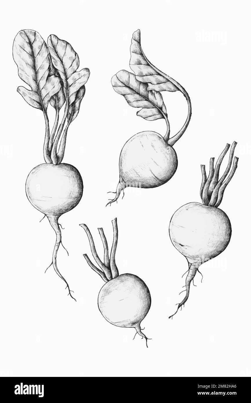 Vecteur de radis frais dessiné à la main Illustration de Vecteur
