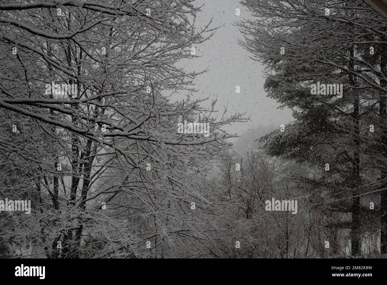 Arbres couverts de neige avec de la place pour le texte Banque D'Images