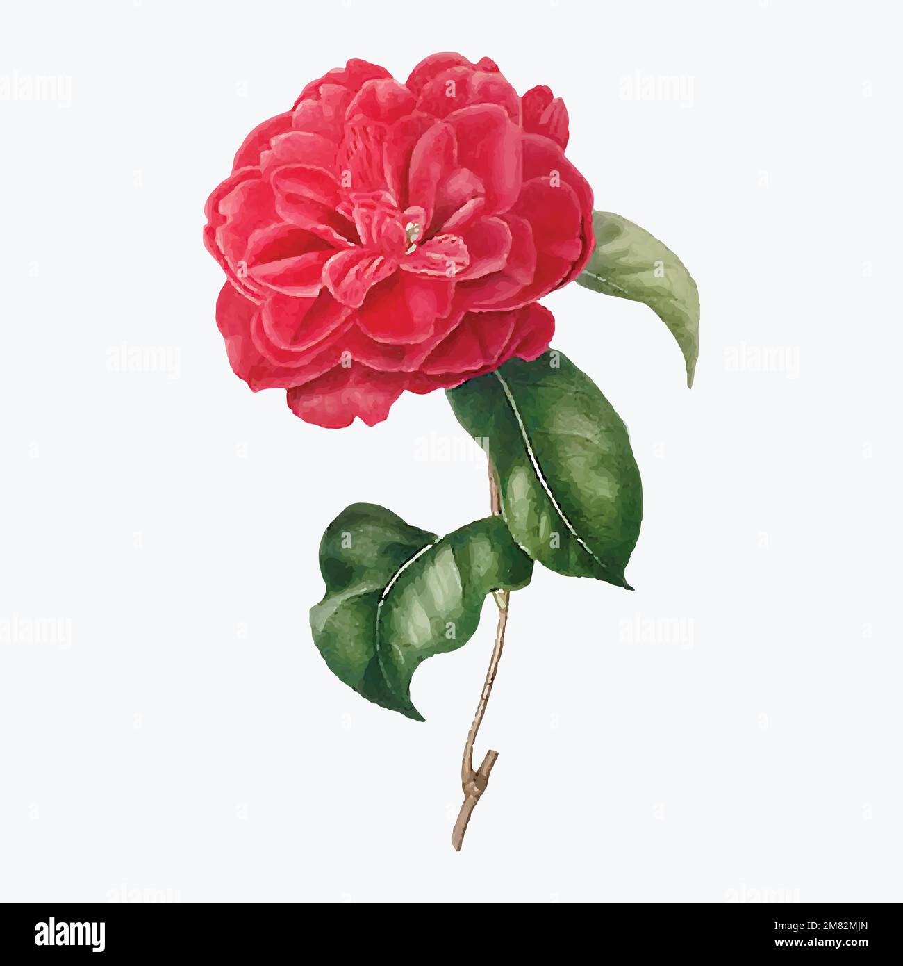 Rose Camellia rose fleur vecteur Illustration de Vecteur