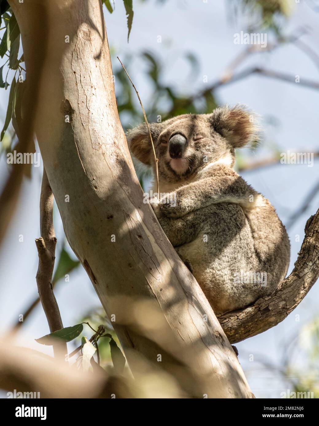Baby koala bear Banque de photographies et d'images à haute résolution -  Page 6 - Alamy