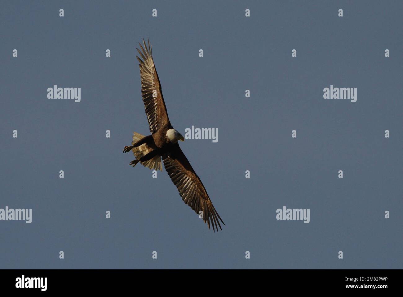 Un aigle à tête blanche (Haliaeetus leucocephalus) s'élève au-dessus de la rivière Blackwater à la réserve naturelle nationale de Blackwater, Maryland. Banque D'Images