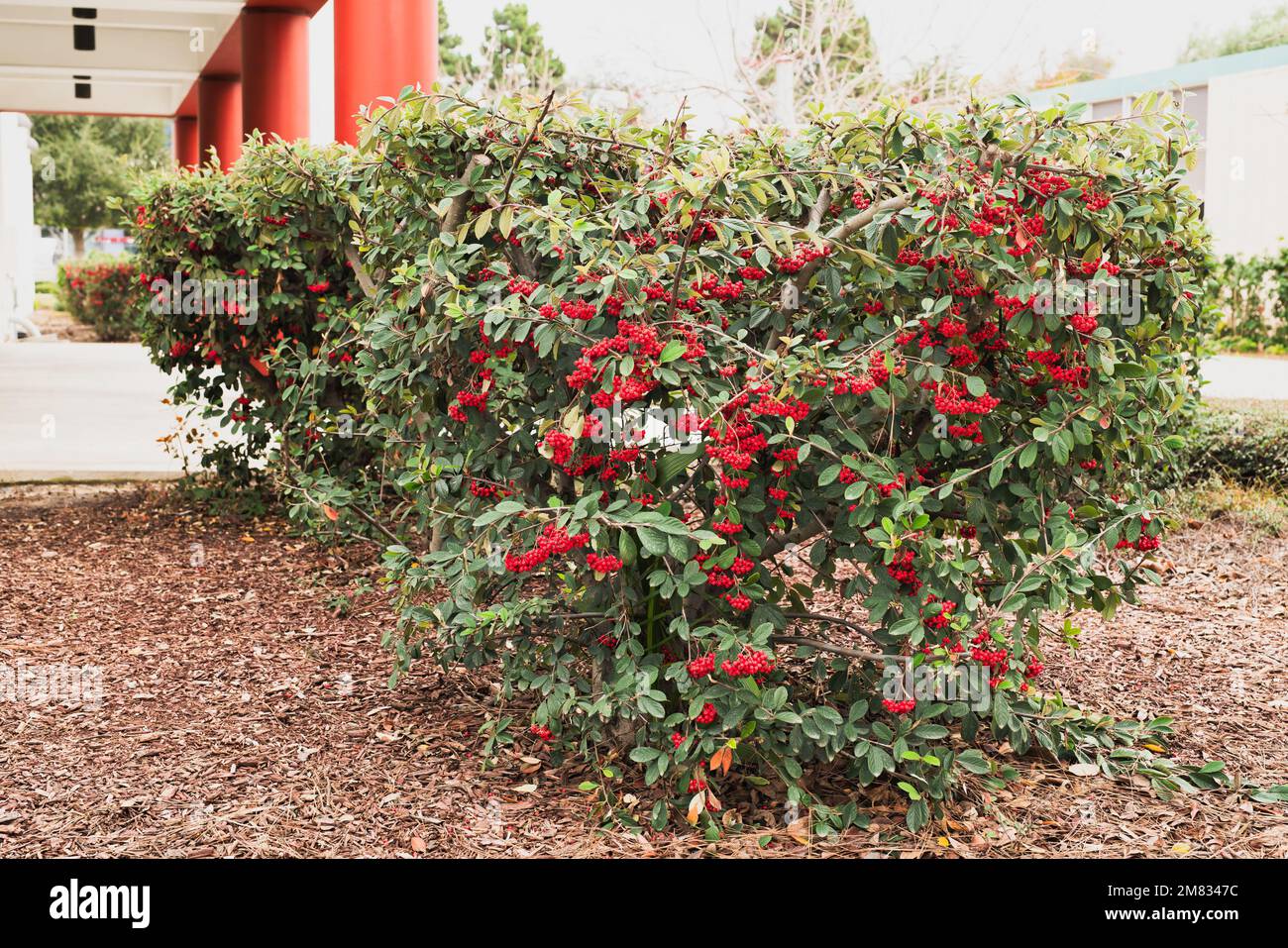 Cotoneaster coriaceus plante ornementale avec baies rouges vibrantes et feuillage vert foncé en gros plan dans le parc de la ville Banque D'Images