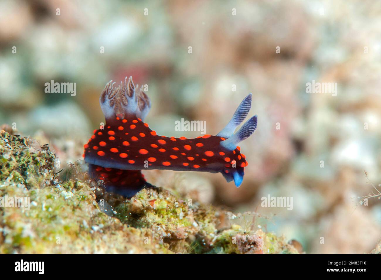 Nembrotha yonowae ( limaces de mer , nudibranche doride, mollusque de gastropode marine de la famille des Polyceridae ) se nourrissant des coraux de Bali, Indonésie Banque D'Images