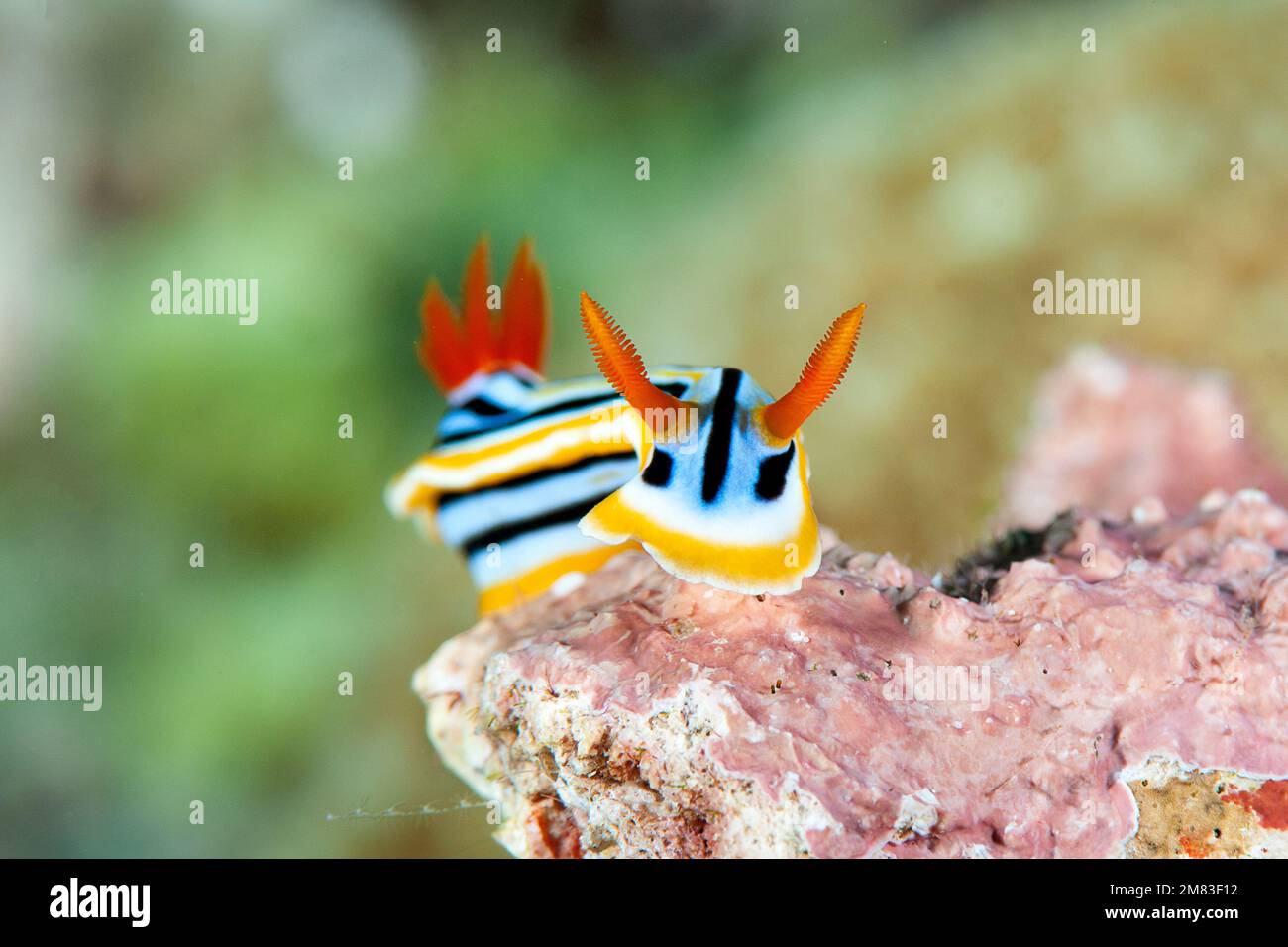 Chromodoris Elisabethina nudibranch ( limace de mer, nudibranche doride, gastéropode marine, Chromodordidae ) rampent à travers le récif de corail de Bali Banque D'Images