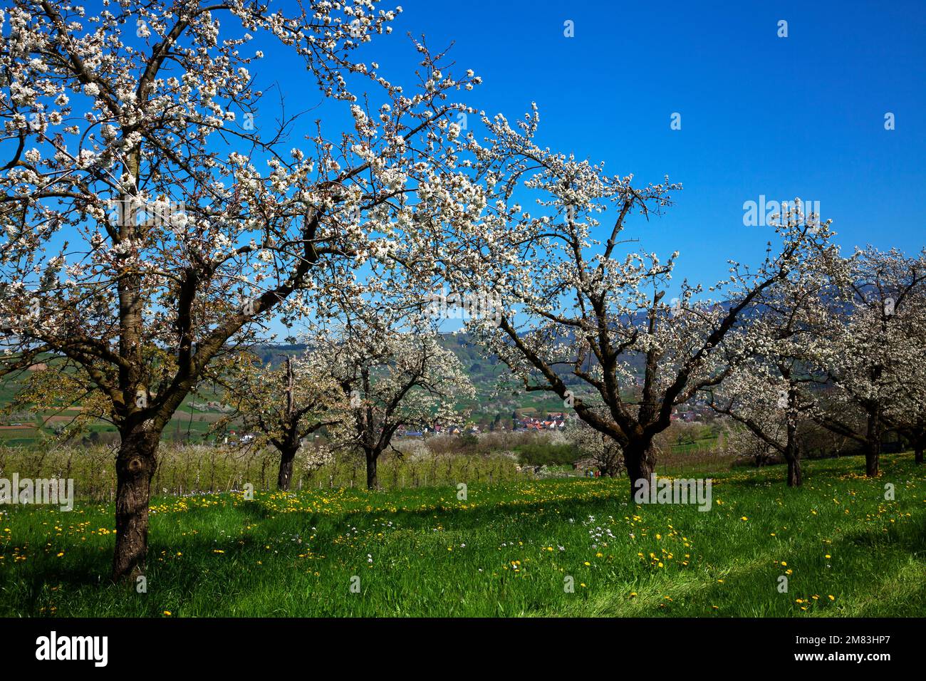 Kirschbäume in voller Blüte Banque D'Images