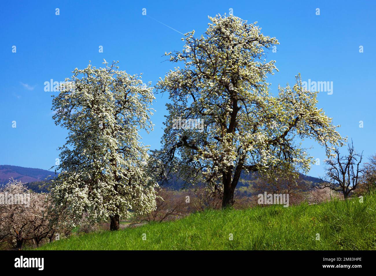 Kirschbäume in voller Blüte Banque D'Images