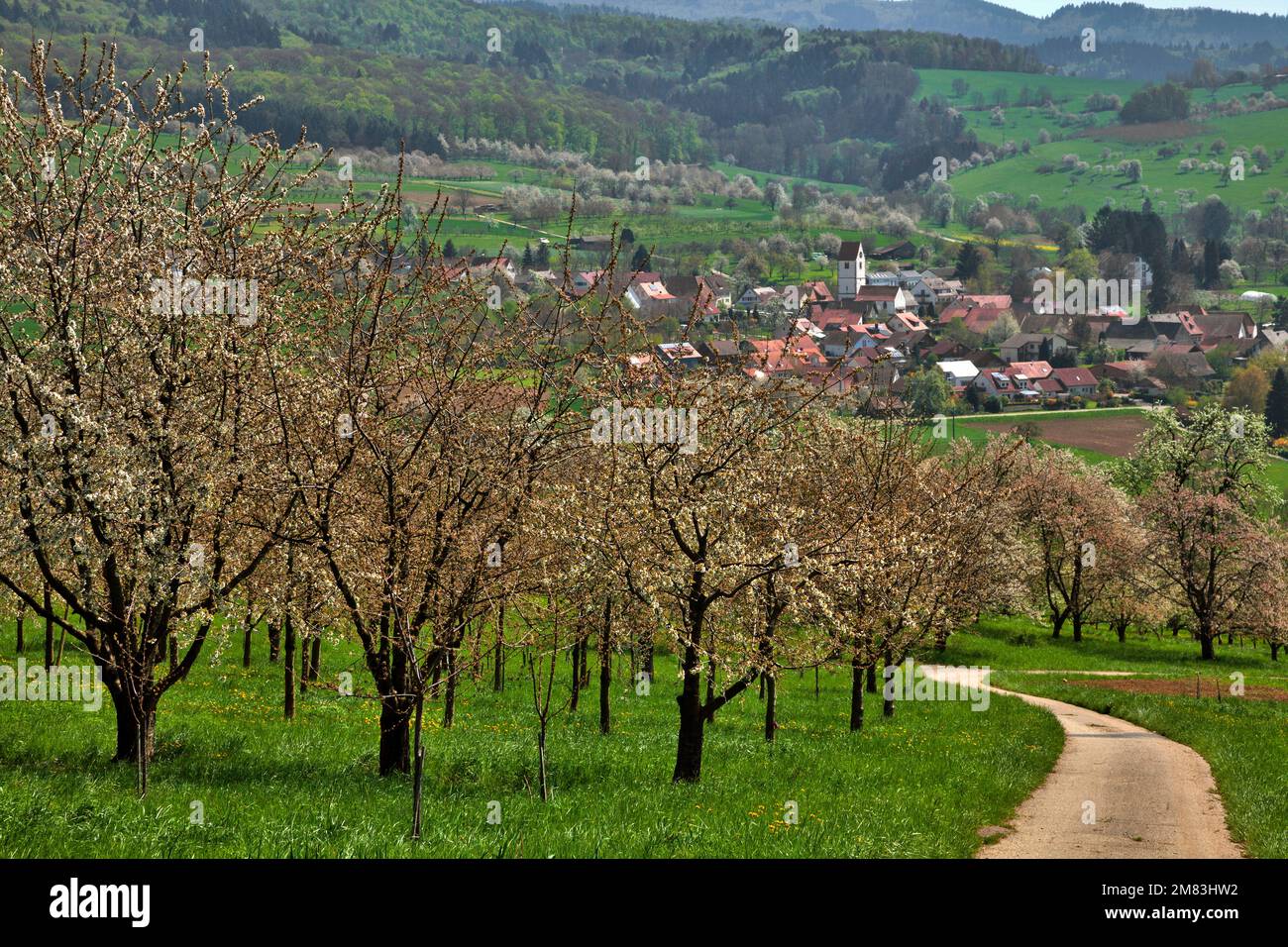 Kirschbäume in voller Blüte Banque D'Images