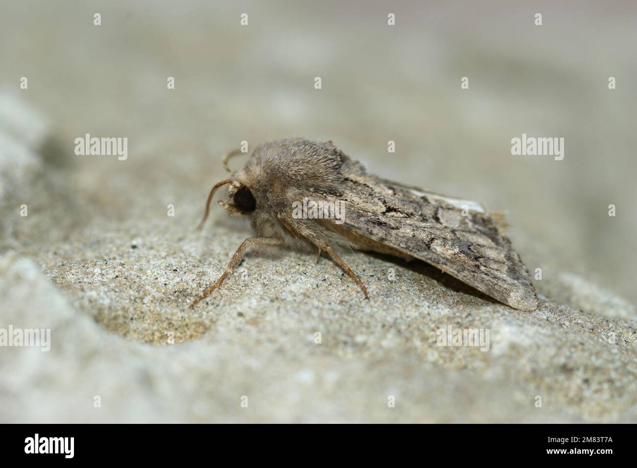 Gros plan sur le papillon rustiques et rebondi, Luperina testacea assis sur une pierre Banque D'Images