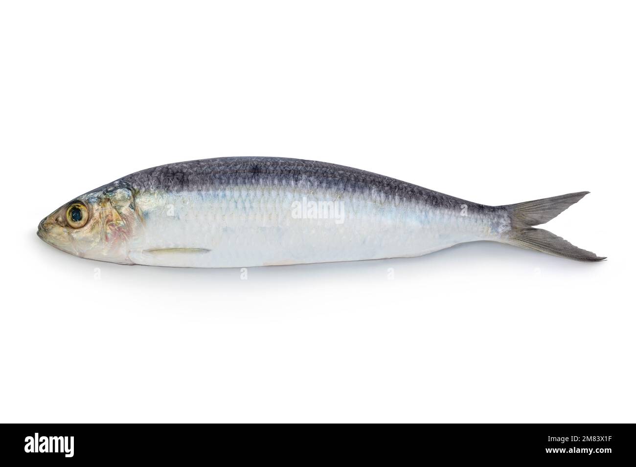 Poisson sardine avec ombre sur fond blanc isolé. Banque D'Images