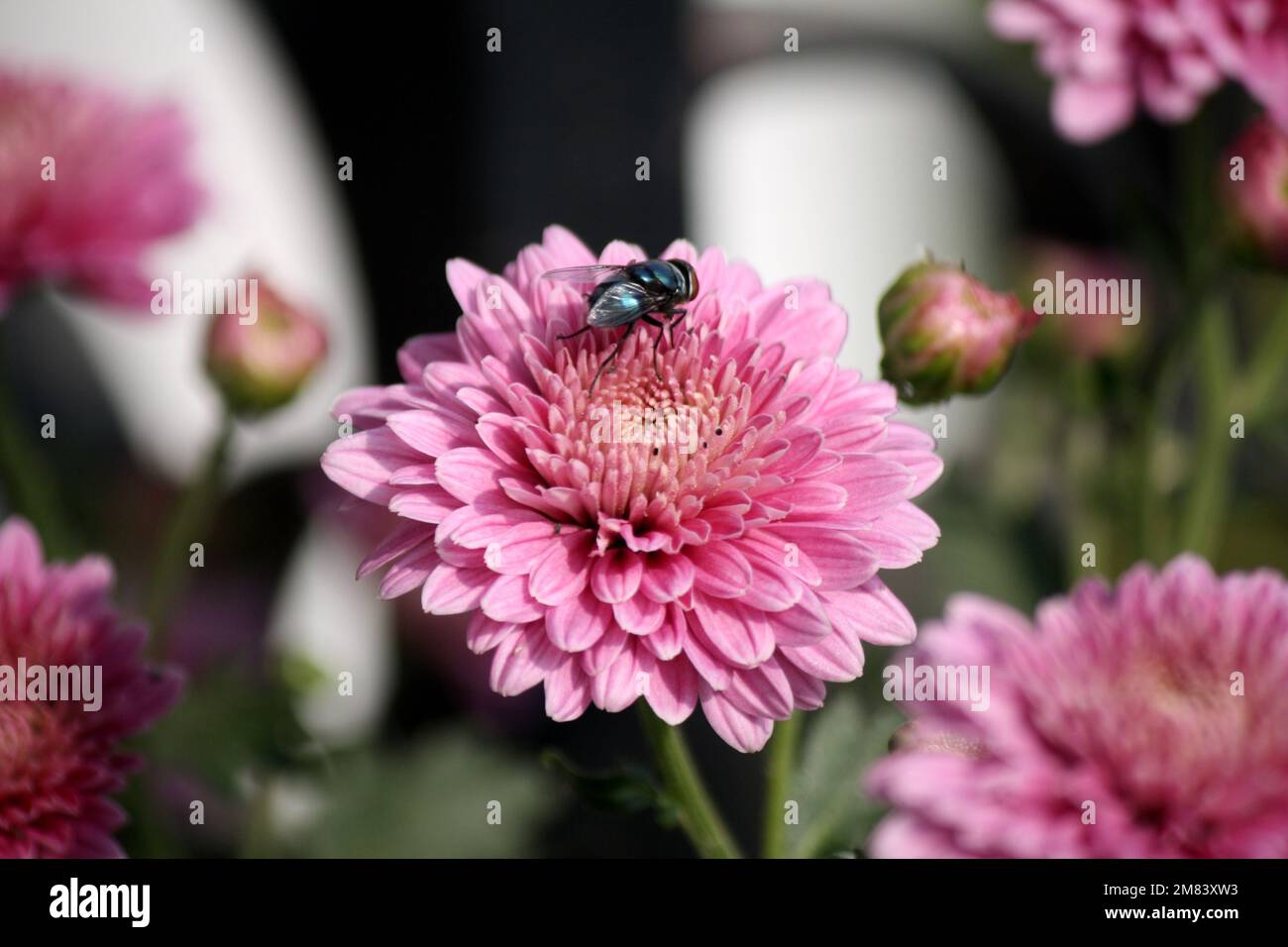 Rose rose rose rose Chrysanthemum × fleurs de morifolium en fleur : (pix Sanjiv Shukla) Banque D'Images