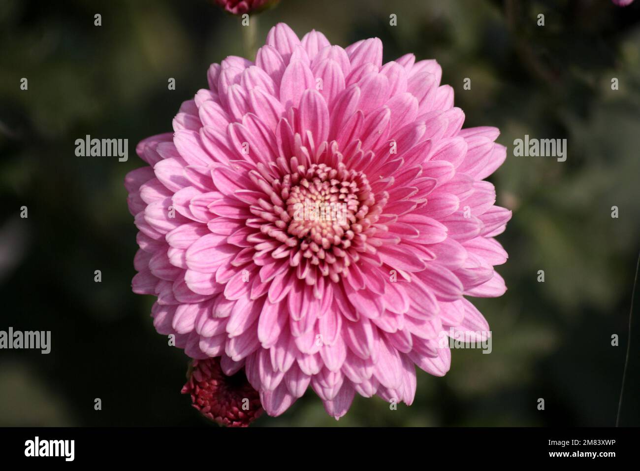 Rose rose rose rose Chrysanthemum × fleurs de morifolium en fleur : (pix Sanjiv Shukla) Banque D'Images