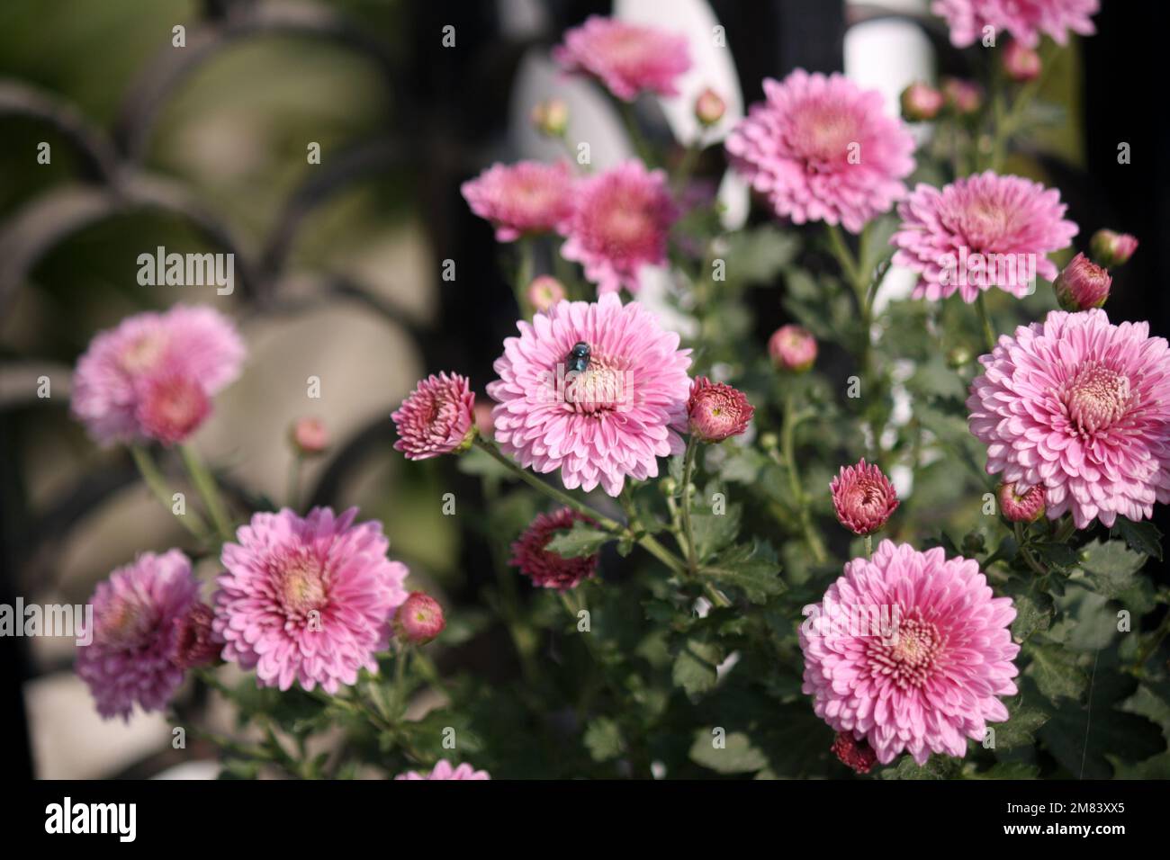 Rose rose rose rose Chrysanthemum × fleurs de morifolium en fleur : (pix Sanjiv Shukla) Banque D'Images