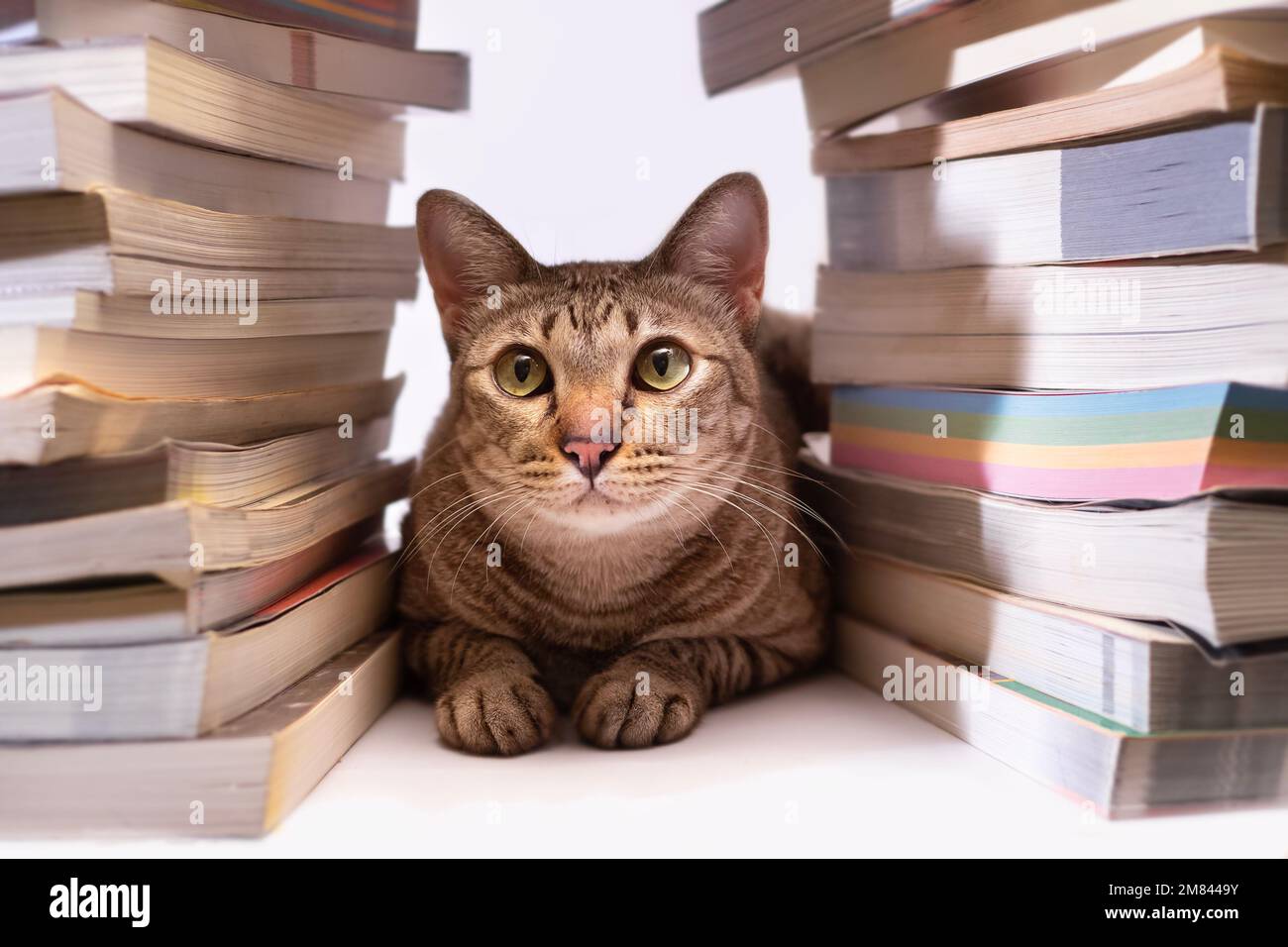 Tabby chat se cachant dans une pile de livres. Arrière-plan blanc Banque D'Images