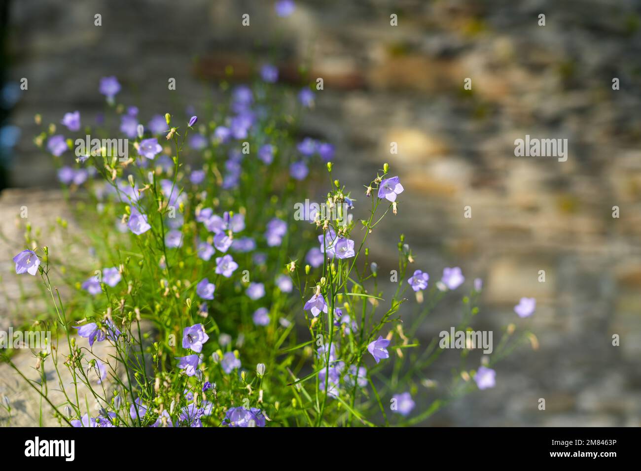 Fleurs de bellflower violettes. Fermeture de l'usine. Campanulacées. Banque D'Images