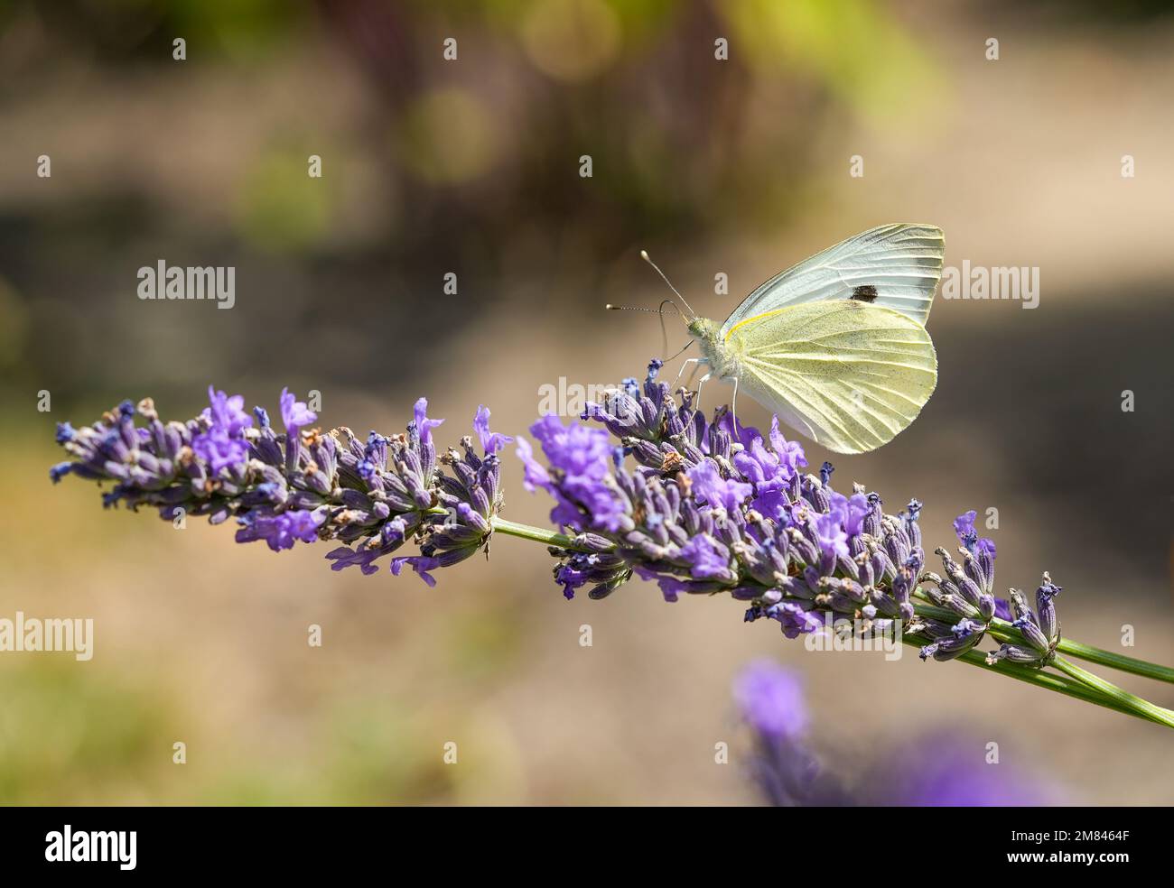 Grand papillon de chou sur une fleur de lavande. Gros plan sur les insectes. Pieris brassicae. Banque D'Images