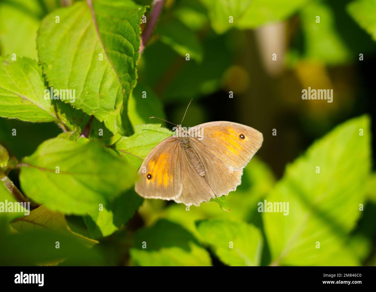 Petite lande sur une feuille verte dans un environnement naturel. Gros plan papillon. Coenonympha pamphilus. Banque D'Images