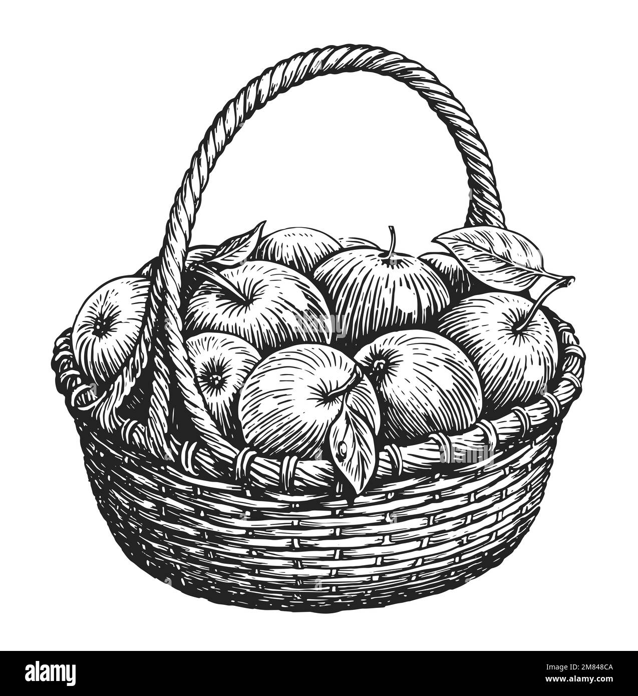 Panier en osier rempli de pommes douces mûres. Fruits frais, aliments sains biologiques de la ferme. Illustration vintage d'esquisse dessinée à la main Banque D'Images