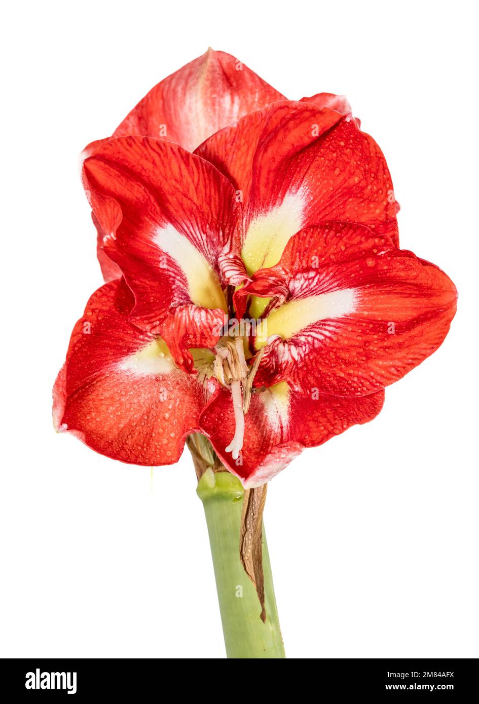 Hippeastrum, Amaryllis (Hippeastrum x hortorum) Banque D'Images