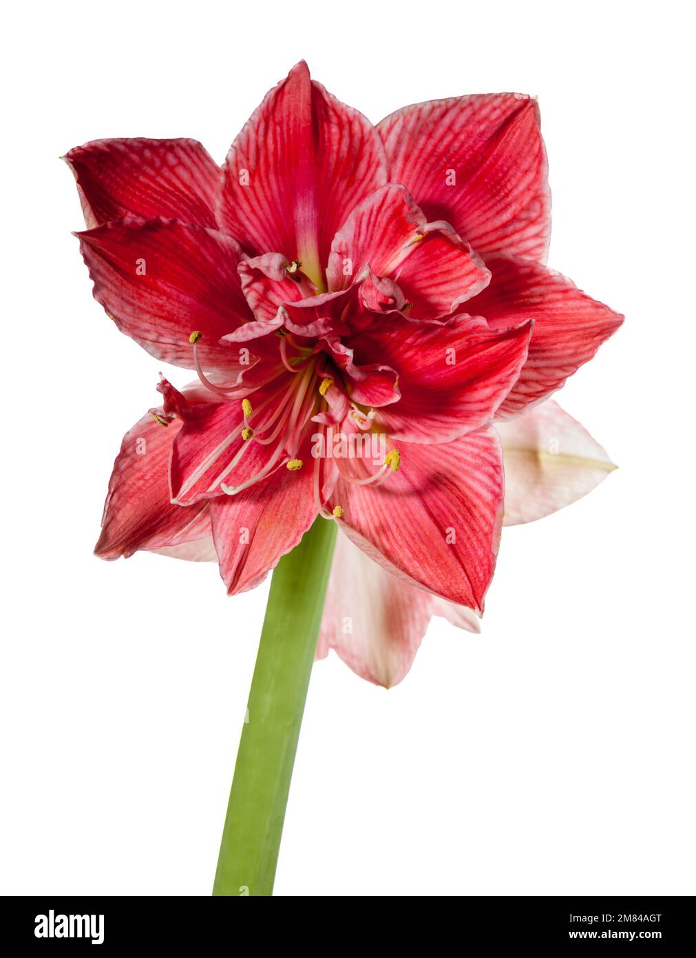 'Sweet Nymph' Hippeastrum, Amaryllis (Hippeastrum x hortorum) Banque D'Images